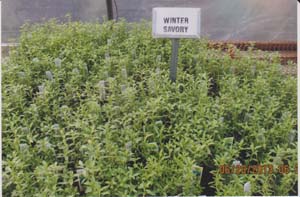 SAVORY WINTER SAVORY WINTER